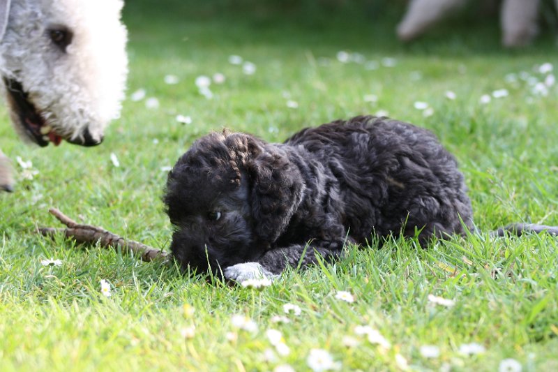 Arc-en-ciel Antares 2009-06-30 (20).JPG